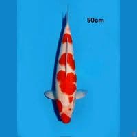 kohaku 50cm calon induk