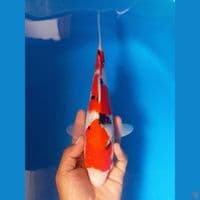 Sanke 30cm Male