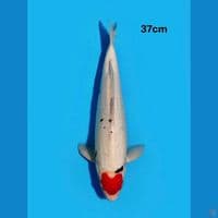 tancho love aragoke 37cm male
