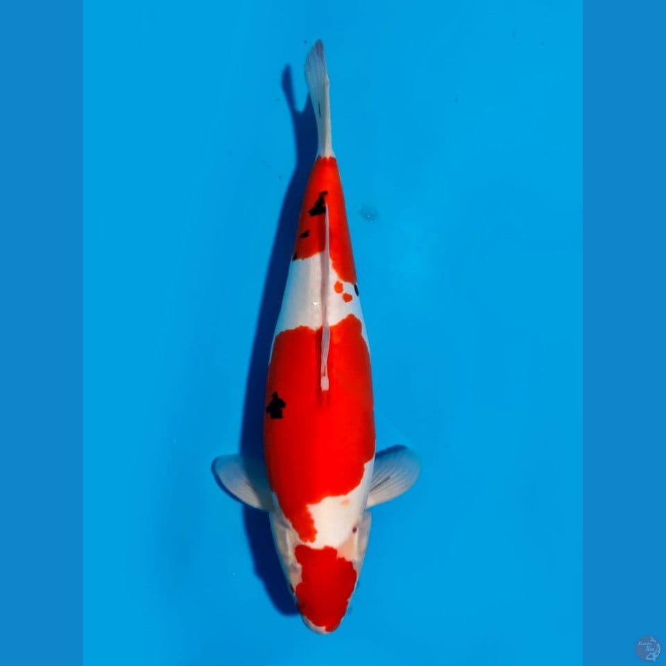 sanke doitsu strong 46cm