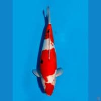 sanke doitsu strong 46cm