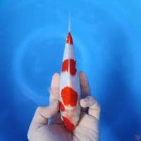 KOHAKU SUPER STRONG 20cm male