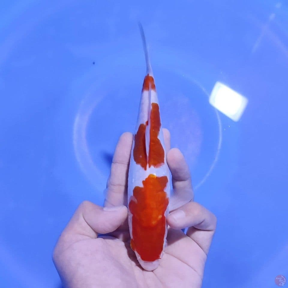 KOHAKU FULL ARAGOKE 20CM MALE