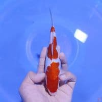 KOHAKU FULL ARAGOKE 20CM MALE