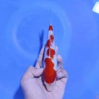 KOHAKU ORIGINAL 21CM MALE