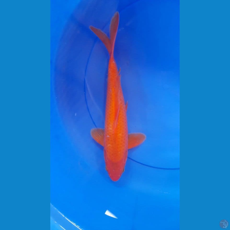 34cm RED KARASI