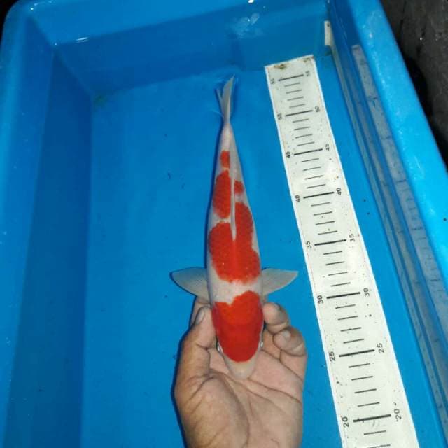 Jumbo tosai kohaku f1