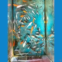 Bibitan Showa mix Gosanke 8-22 cm 50 ekor lebihnya bonus