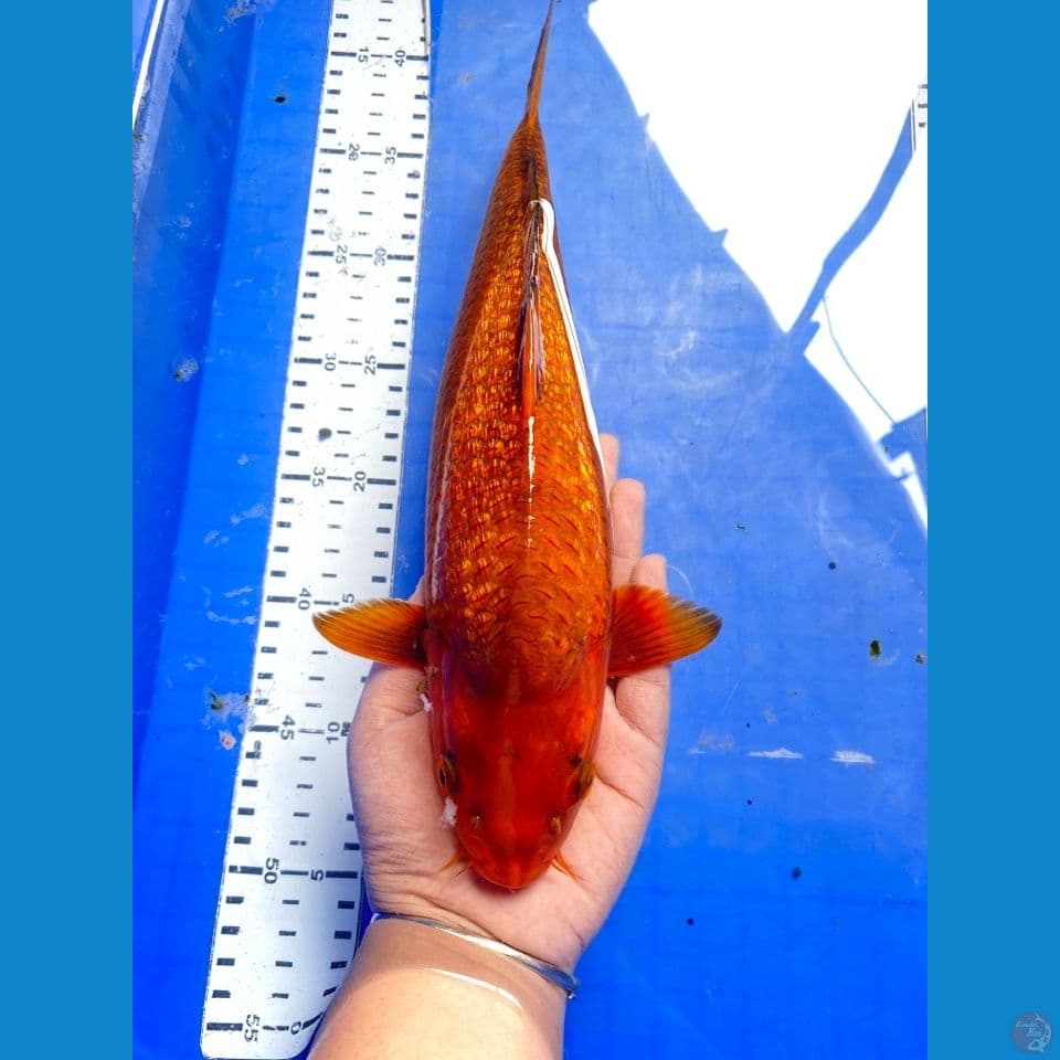 v6 caramel 32