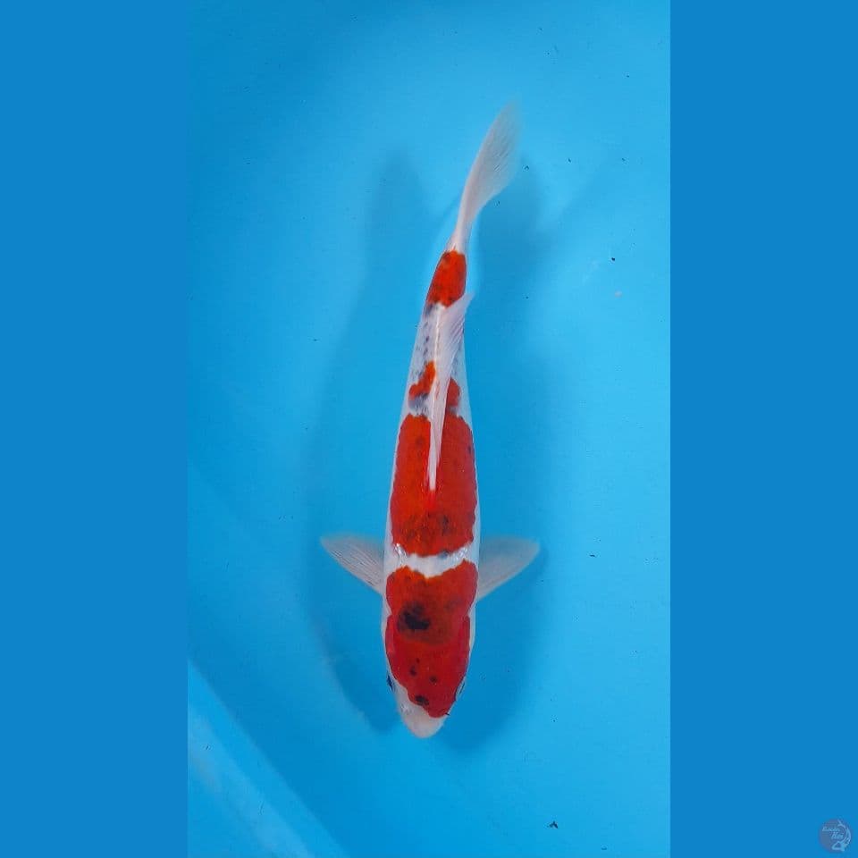 goshiki 31cm