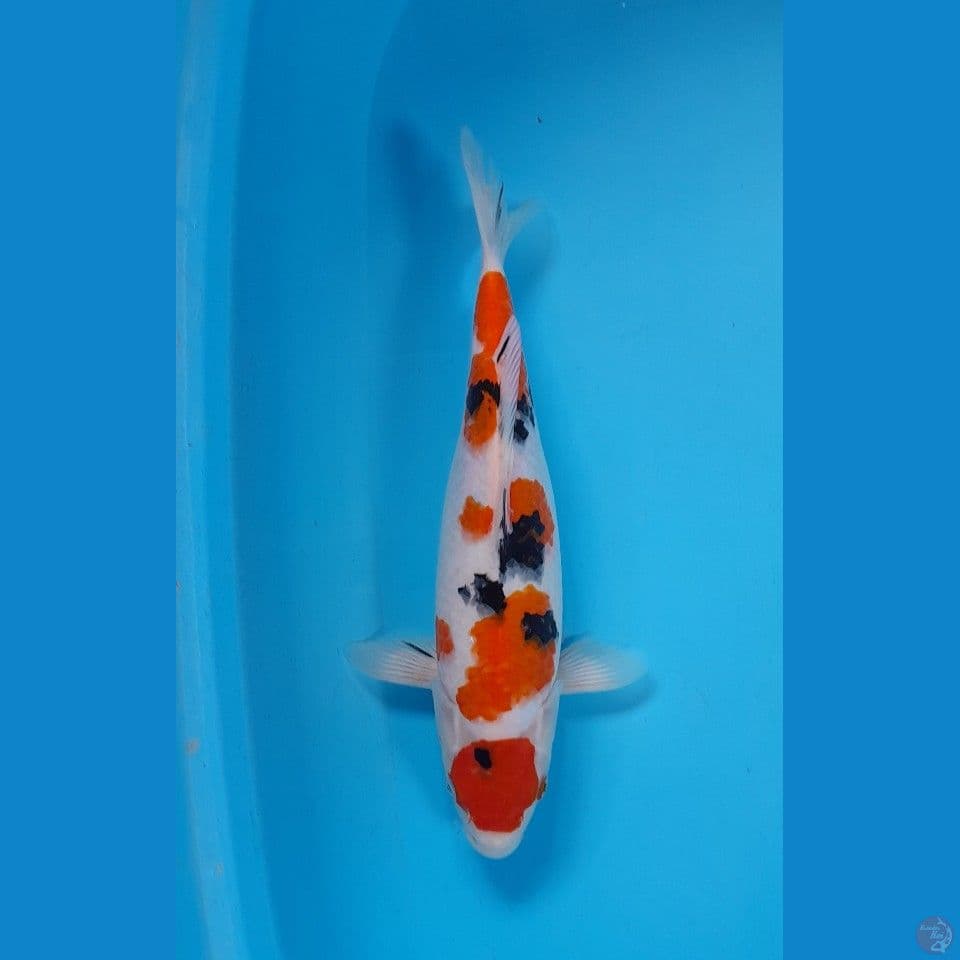 maruten sanke 32 cm