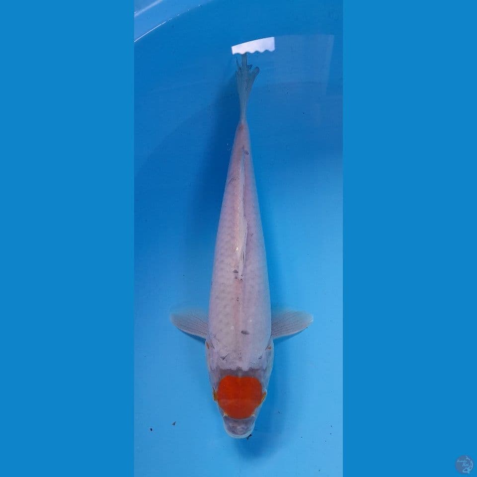 tancho sabikoyo 30 cm