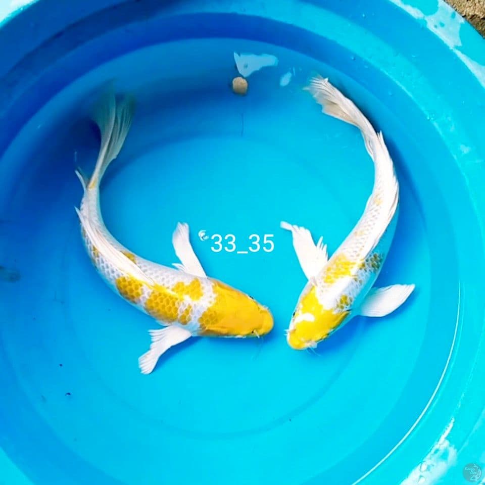 kumpay hariwake 33_35cm 