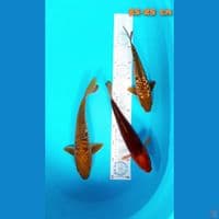 paket aragoke 