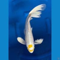 yellow tancho berkumis