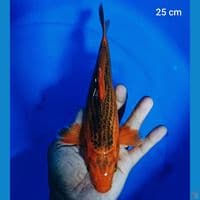 akamatsuba 25 cm