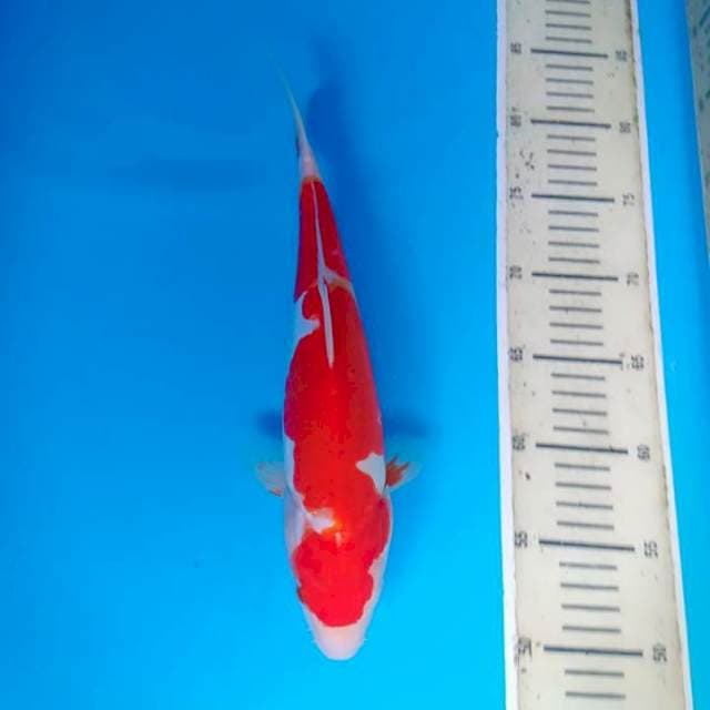 Kohaku doitsu