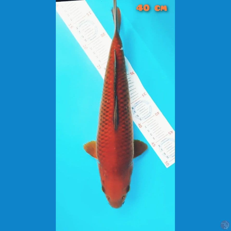 chagoi tembaga 40 cm