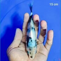 bahan keep 15 cm
