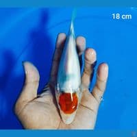 tancho showa 18 cm