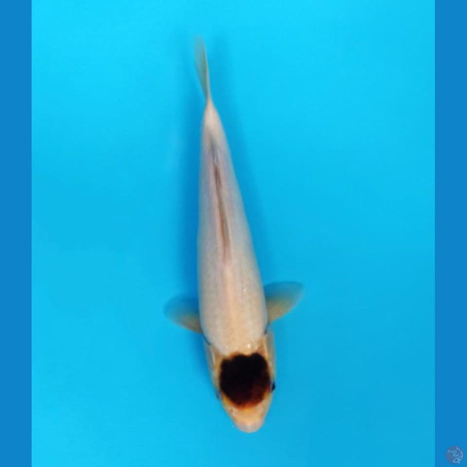tancho goromo 31cm