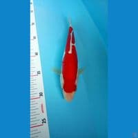 kohaku doit 30bu 
