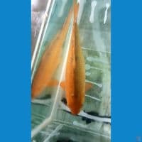 caramel jumbo 41cm