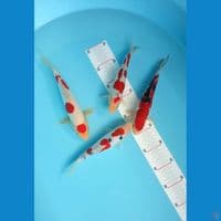 kohaku sanke doit 21-25cm 