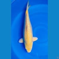 karasi 50cm MM