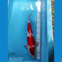 KOHAKU AKF 40cm BU
