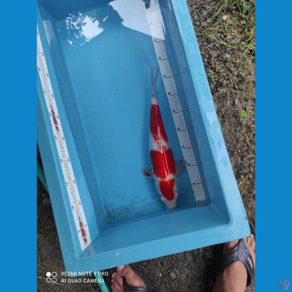 KOHAKU AKF 40cm BU