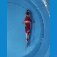 SHOWA GINRIN MERAH STRONG 28cm