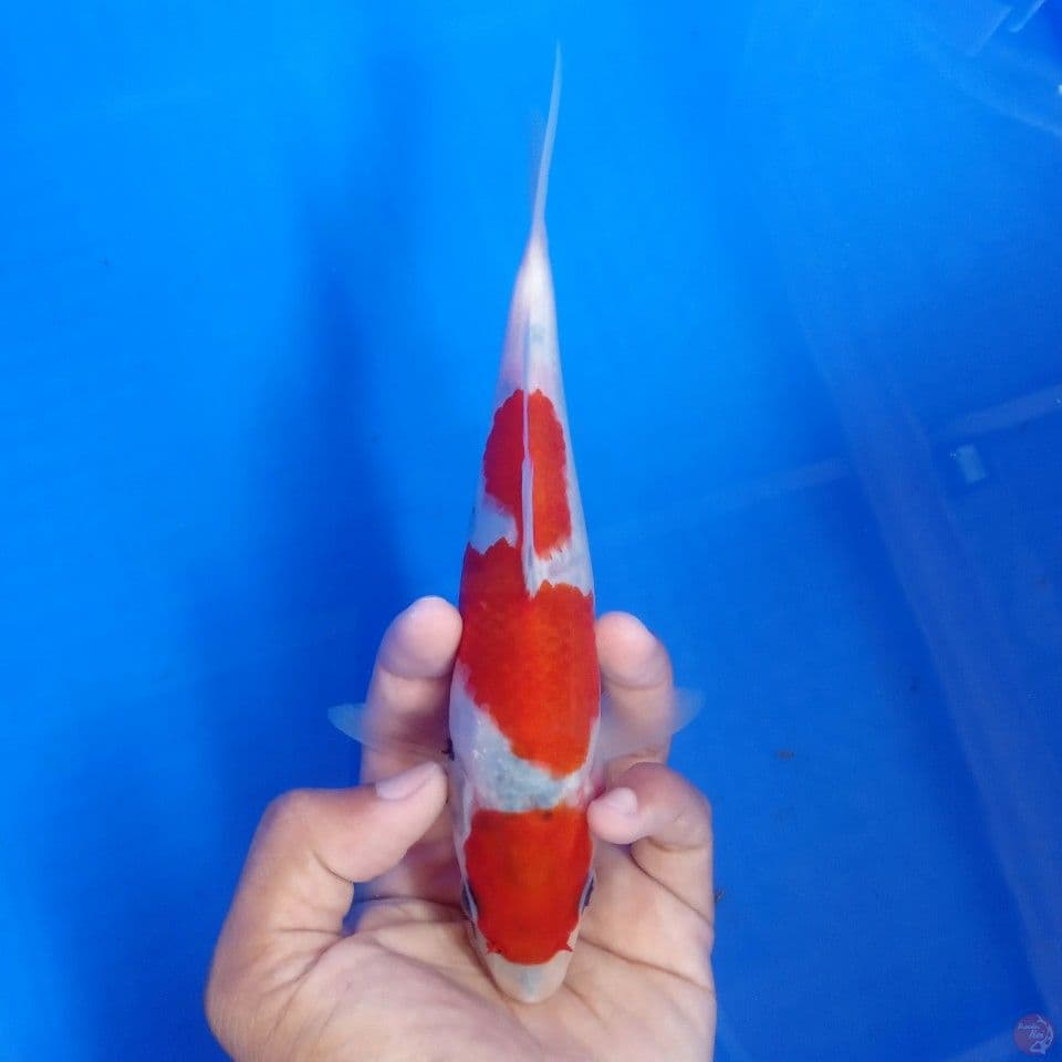 MARUTEN SHOWA TATEGOI 20CM