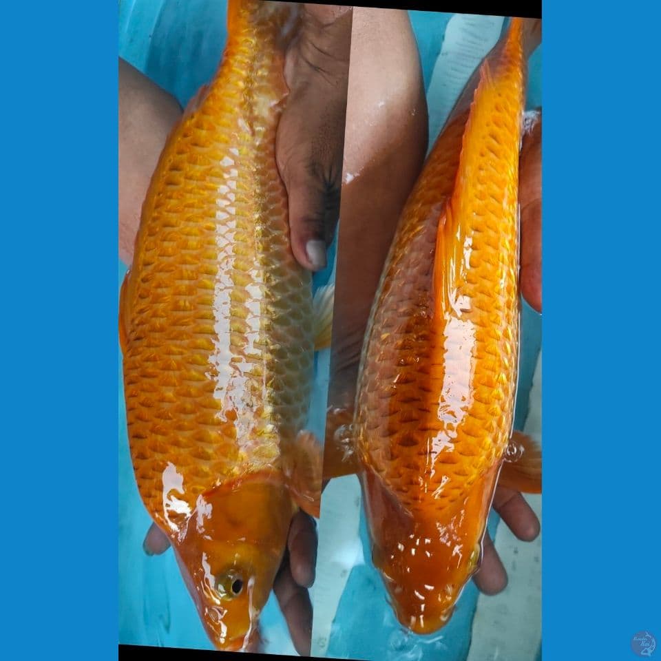 karamel gindrin 45cm beepunok