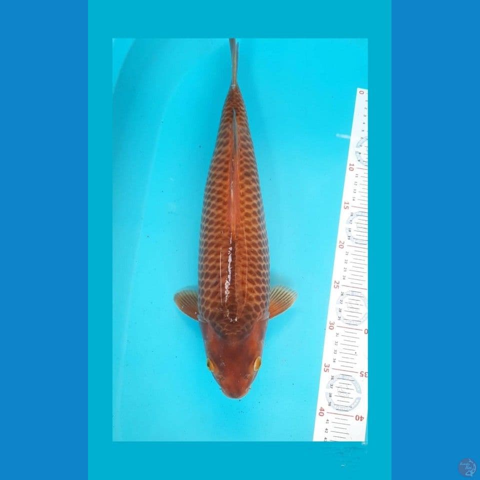 karamel salak 43 cm