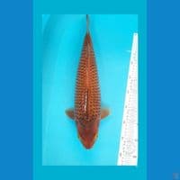 karamel salak 43 cm