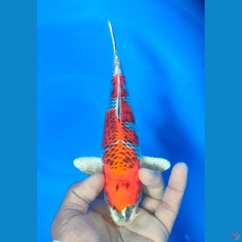 GINGA 28CM