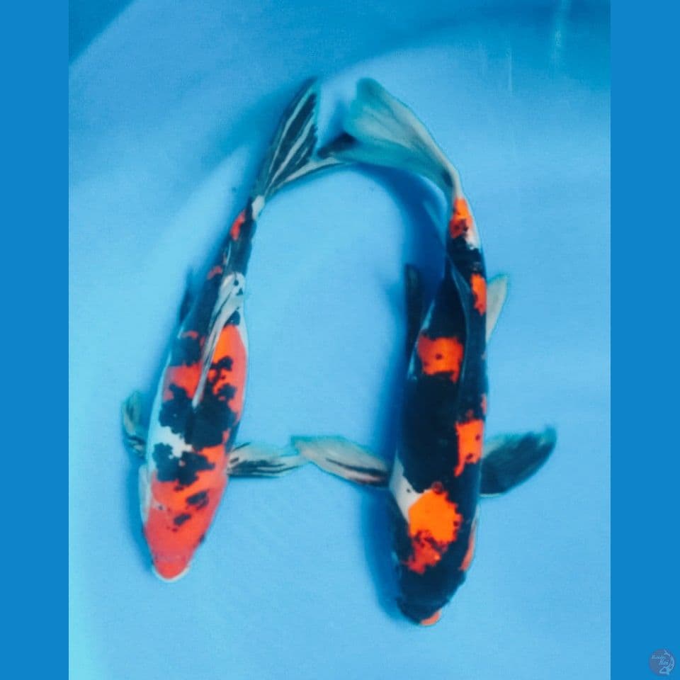DPITSU 32,35CM