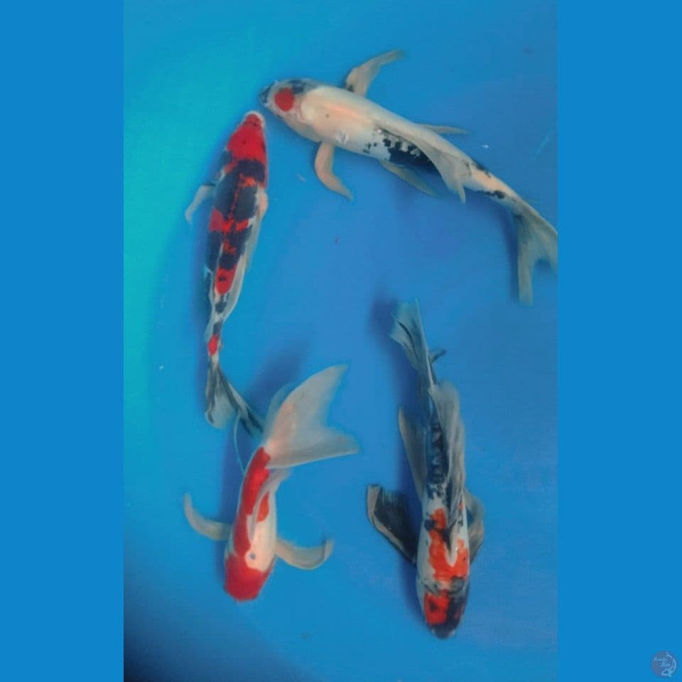 KUMPAY 27,30CM