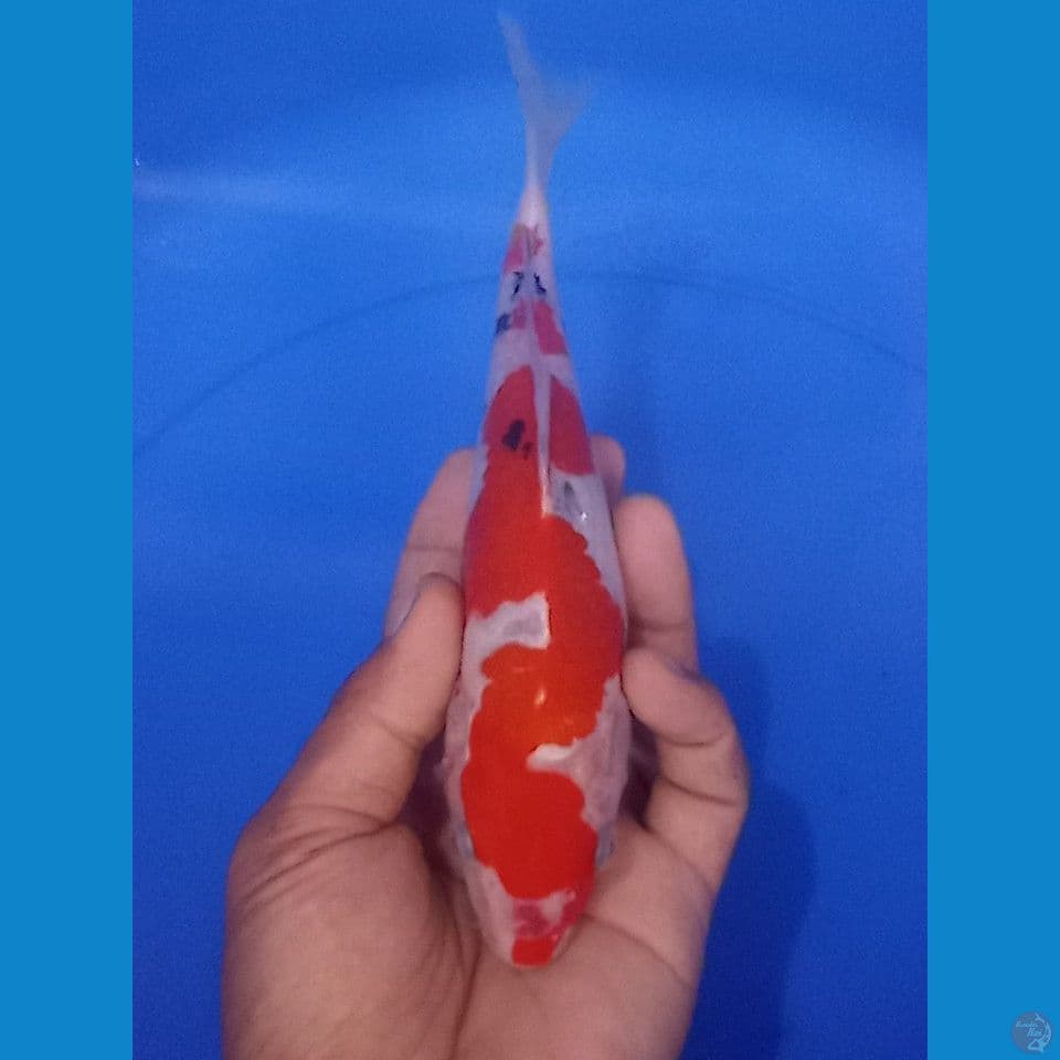 INAZUMAAA 25CM