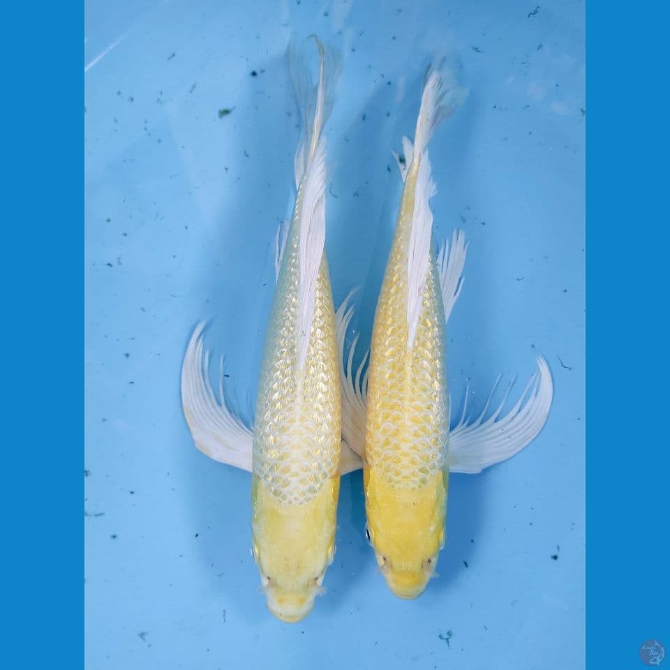 ogon girinrin gonrong 37-38 cm