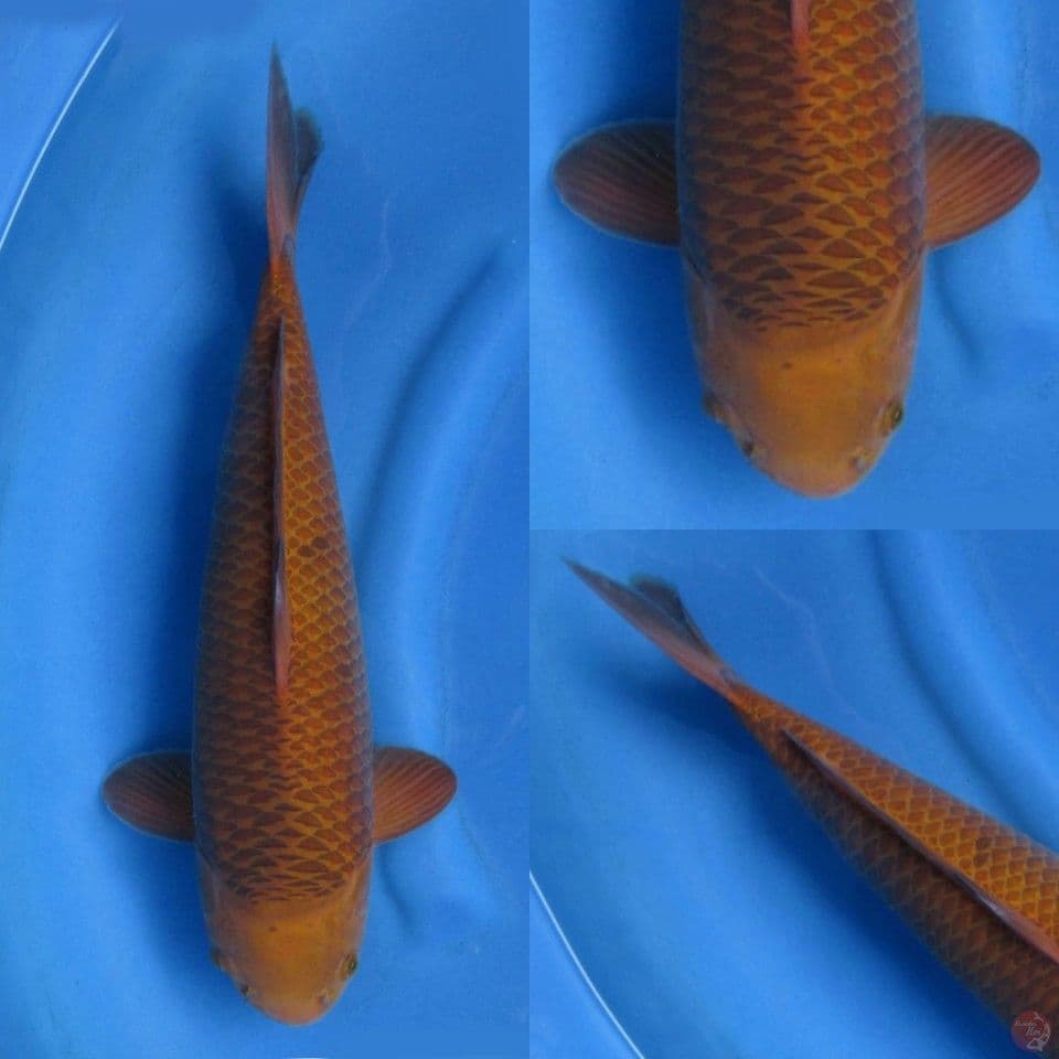 44cm caramel