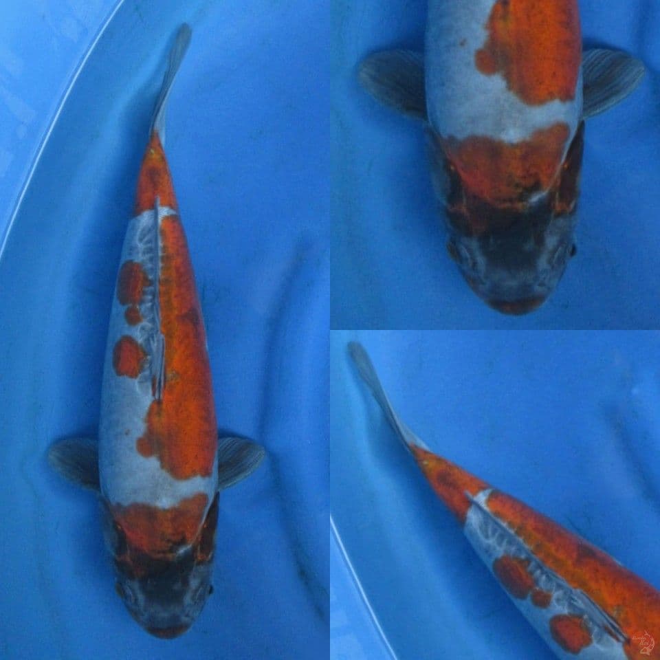44cm Benikiko