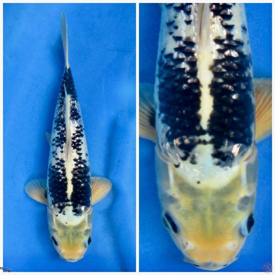 Super yamatto nishikigoi F1 30cm 