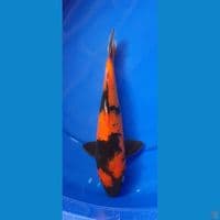 HIUTSURI 31CM FEMALE