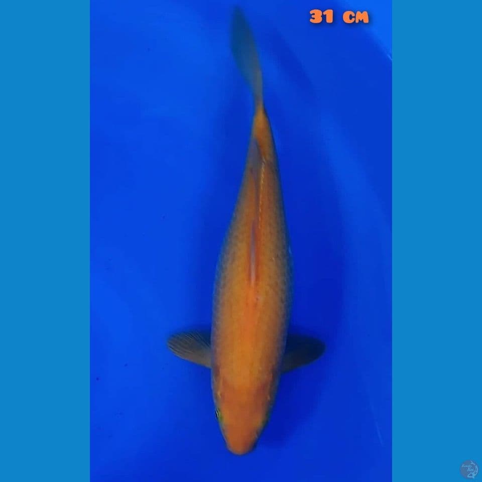 karasi mango 32 cm