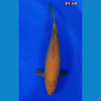 karasi mango 32 cm
