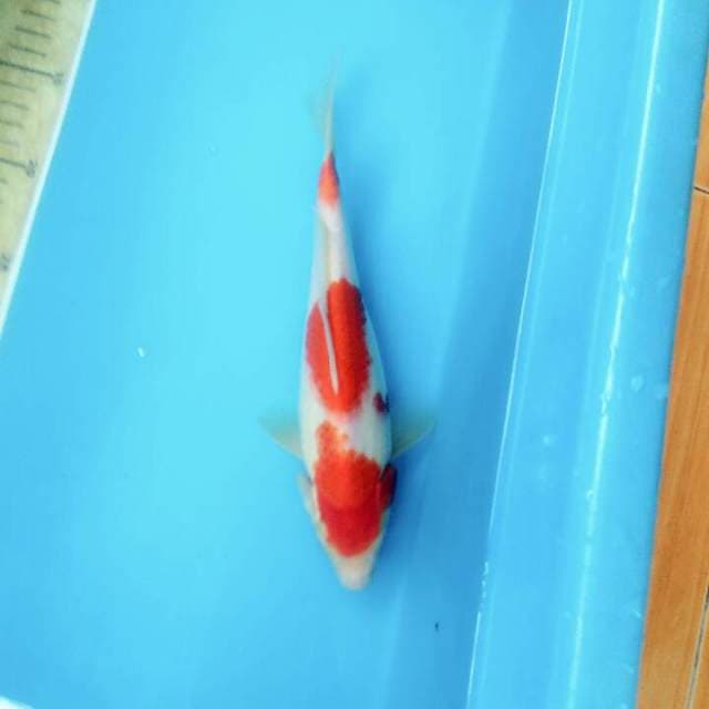 Kohaku 3step bulky