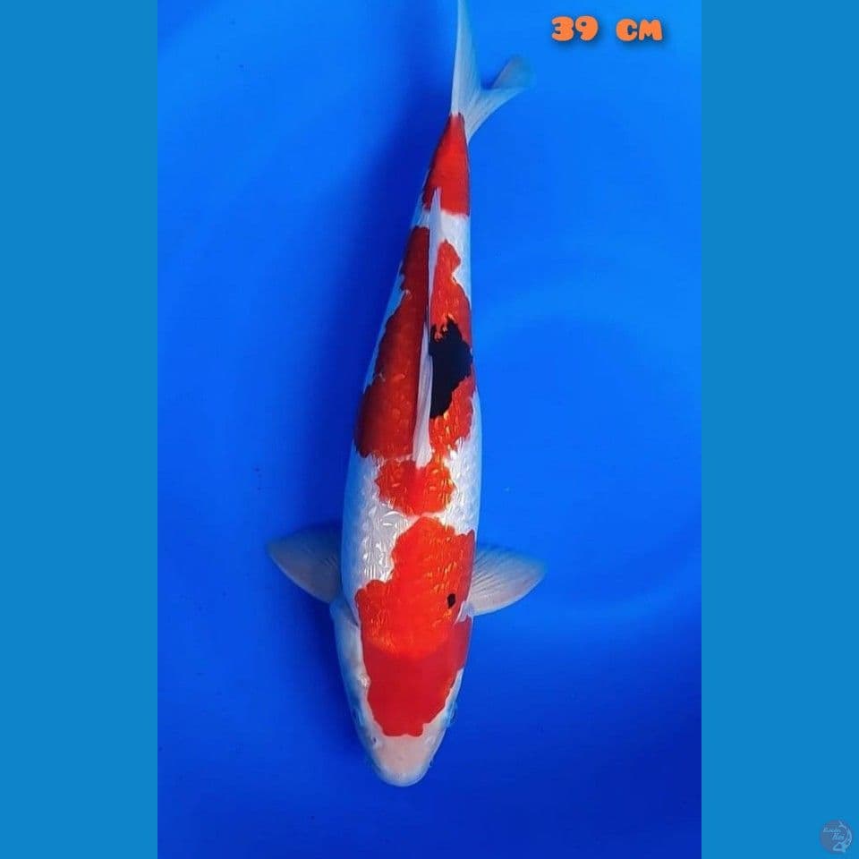 showa full gindrin 39 cm