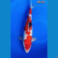 showa full gindrin 39 cm